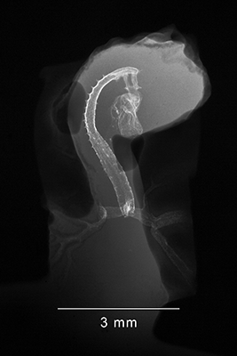 stage 17 chick embryo x-ray